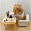 hamster memes 6