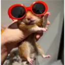 hamster memes 7