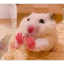 hamster memes 14