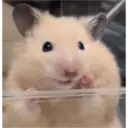 hamster memes 17