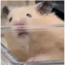 hamster memes 21