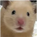 hamster memes 18