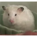 hamster memes 23