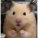 hamster memes 25