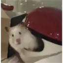 hamster memes 15