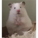 hamster memes 27