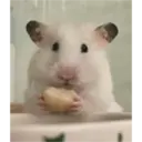hamster memes 9