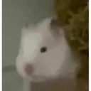 hamster memes 30