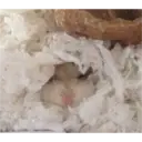 hamster memes 16