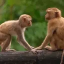 Monkeys2 11