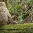 Monkeys2 5