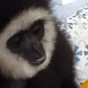 Monkeys2 4
