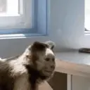 Monkeys2 2