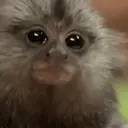 Monkeys2 9