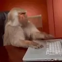 Monkeys2 10