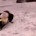Monkeys2 13