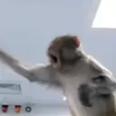 Monkeys2 7
