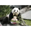 panda birthday 7