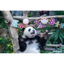 panda birthday 6