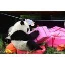 panda birthday 4