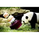 panda birthday 2