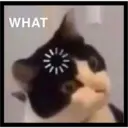 Sad cats 11