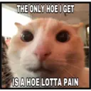 Sad cats 13