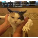 Sad cats 21