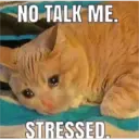 Sad cats 12