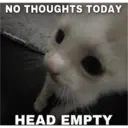 Sad cats 16