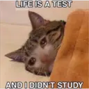 Sad cats 18