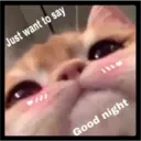 Sad cats 17