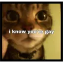Sad cats 2