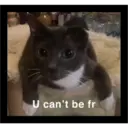 Sad cats 30