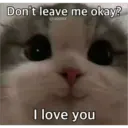 Sad cats 8