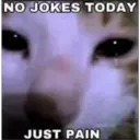 Sad cats 23