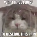 Sad cats 3