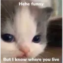 Sad cats 5