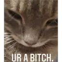Sad cats 7