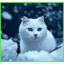 animales 21