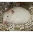 hamster memes 3