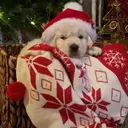 Mascotas en navidad 12