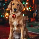 Mascotas en navidad 16