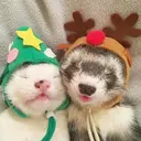 Mascotas en navidad 9