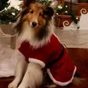 Mascotas en navidad 27