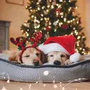 Mascotas en navidad 20