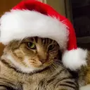 Mascotas en navidad 10