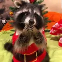 Mascotas en navidad 23