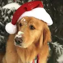 Mascotas en navidad 5
