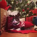Mascotas en navidad 29